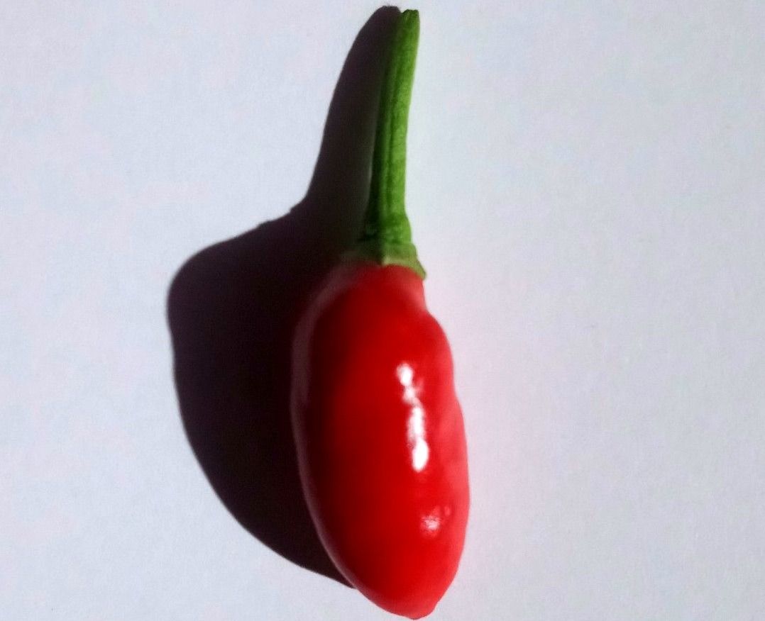 Un petit piment rouge posé sur un fond blanc