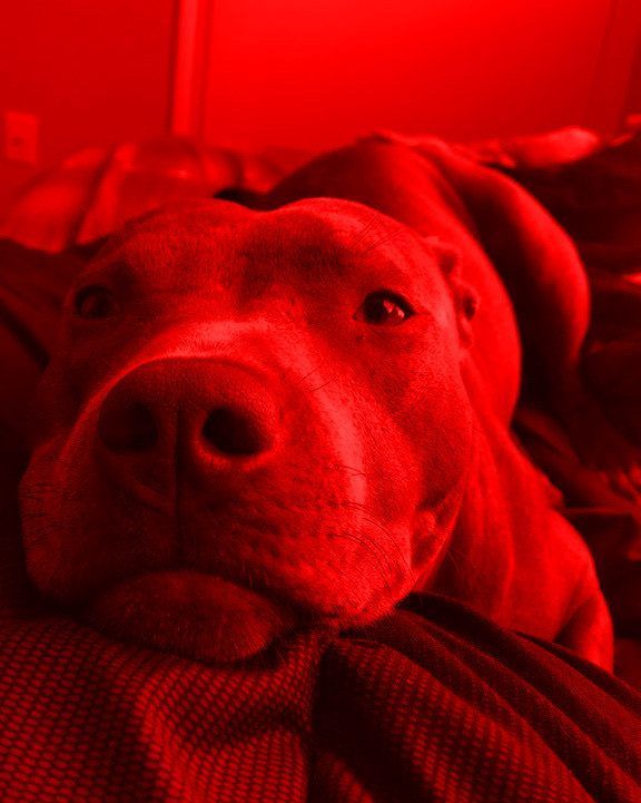 Gros plan d'un chien allongé, baigné de lumière rouge